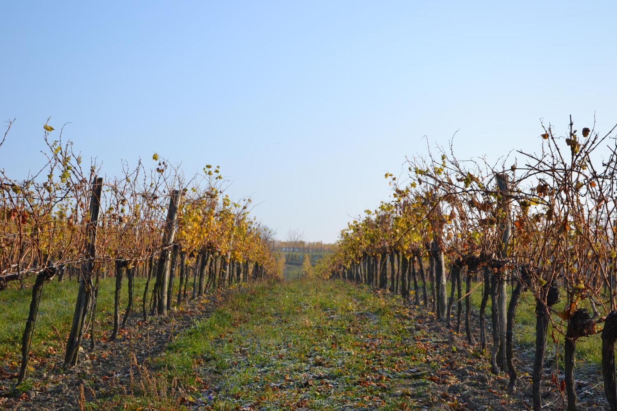 Wein + Bett Wiedeck Stetten Esterno foto